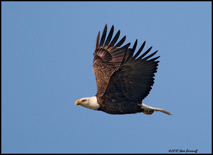 _0SB8994 american bald eagle.jpg